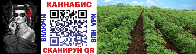 mega как зайти Ковров Канабис сатива